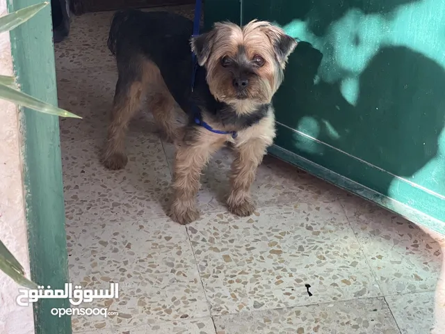 كلب. للبيع