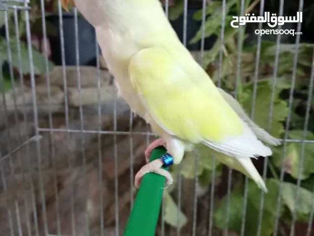 فحل روز أليف