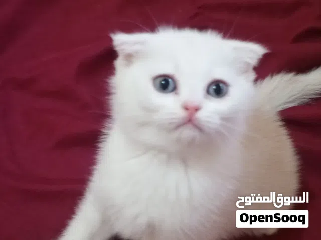سكوتش فولد ذكورومتعودين على لتر بوكس وبياكلوا دراي فود وويت فود العمر 50يوم