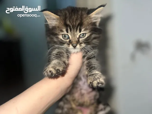 خمس قطط شانشيلا عمرهم شهرين للبيع ب 25 الواحده