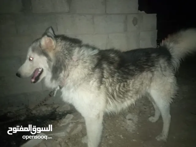 كلب هاسكي اللبيع نوع بيور،