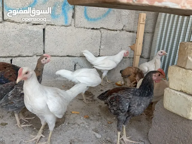 دجاج عرب 2024 للبيع