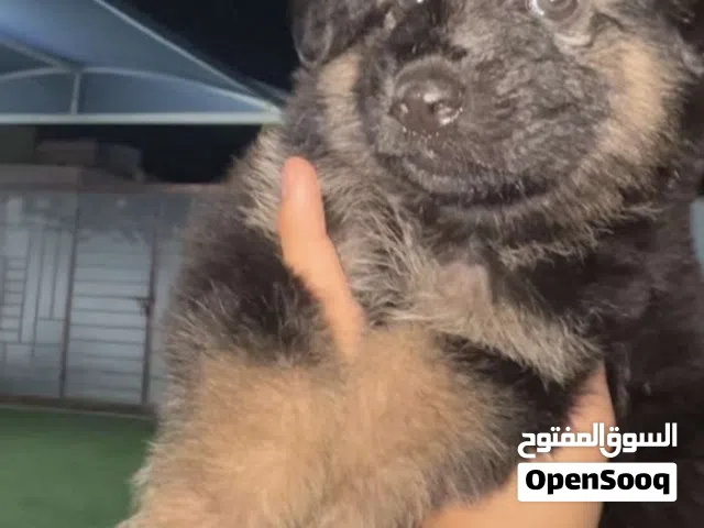 جرو كلب جيرمن شاهد الوصف