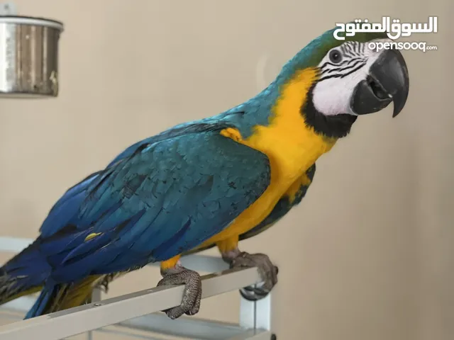 للبيع ببغاء مكاو (Macaw) – عمر 5 شهور
