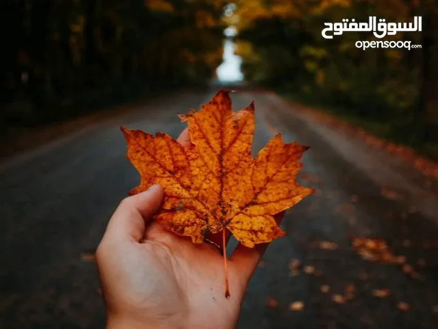 مصطفى الشمري