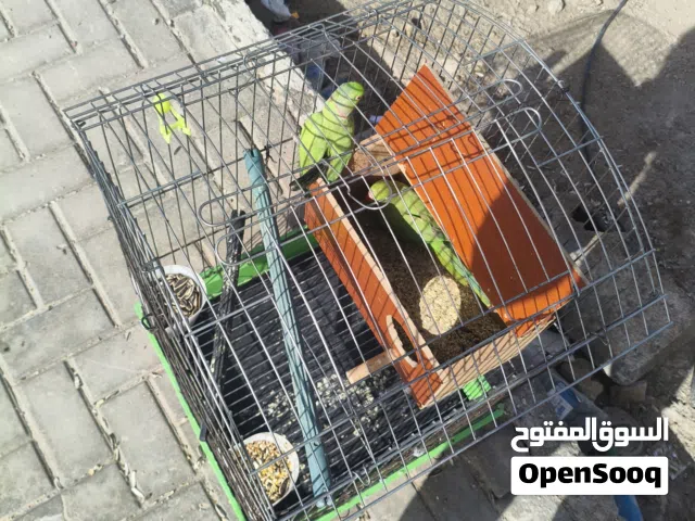 ببغاء الدره   البصره  ابو الخصيب.
