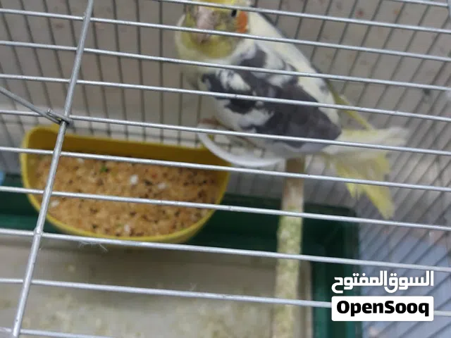 ببغاء كوكتيل نص اليف