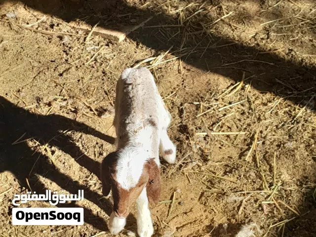 فطيمه وطنيه الله يبارك عمرها 3ايام ناشطه ومتلبيه ترضع شيشه..