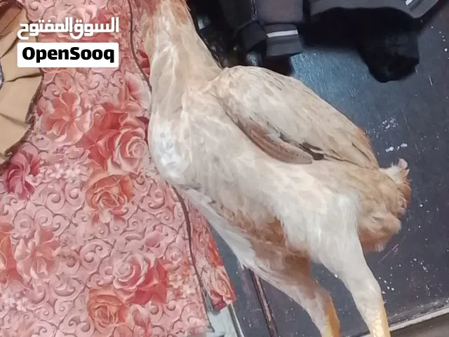 فرخه من العيار ثقيل راقده الها يوم والله يبارك لصاحب نصيب