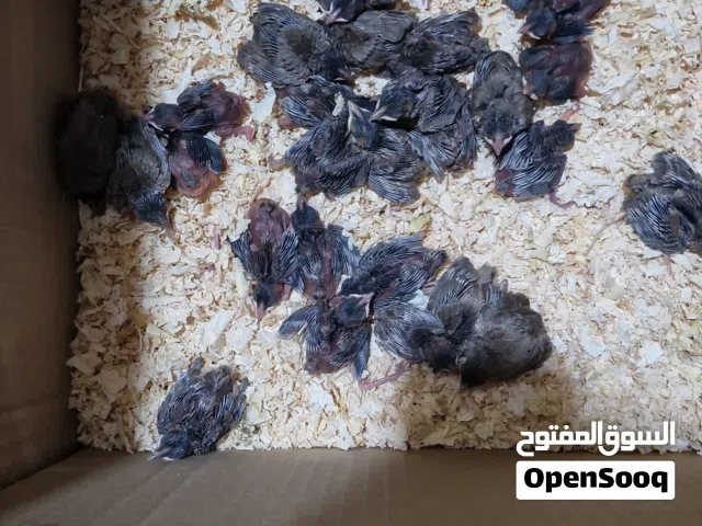 بلابل صغار