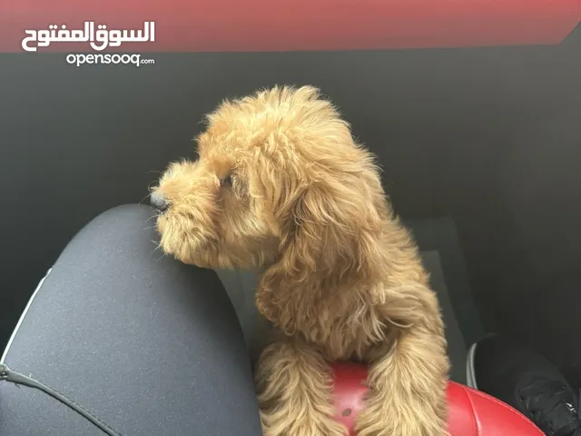 جرو بولد عمره شهرين للبيع