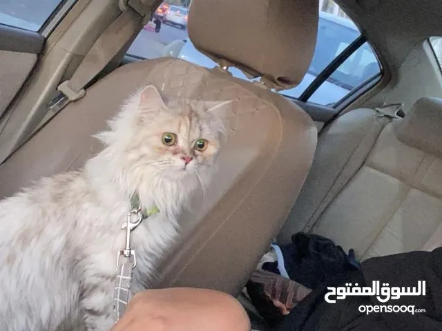 Beautiful Female Persian Cat for Sale