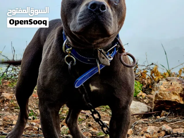 كلب بيتبول صحة وفخامة