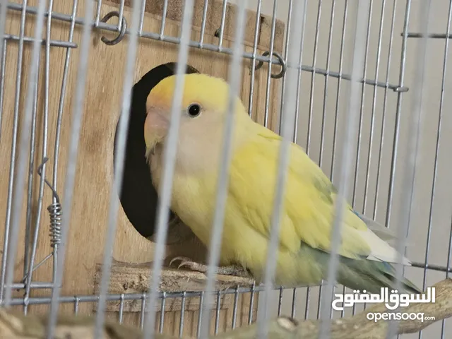 جوز روز أليف مع فرخين بسعر مغري