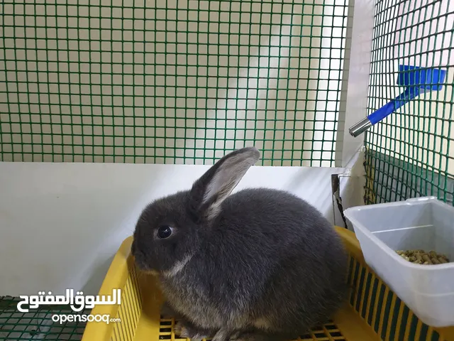 ارنب هولند لوب قزم انثى العمر 3 شهور
