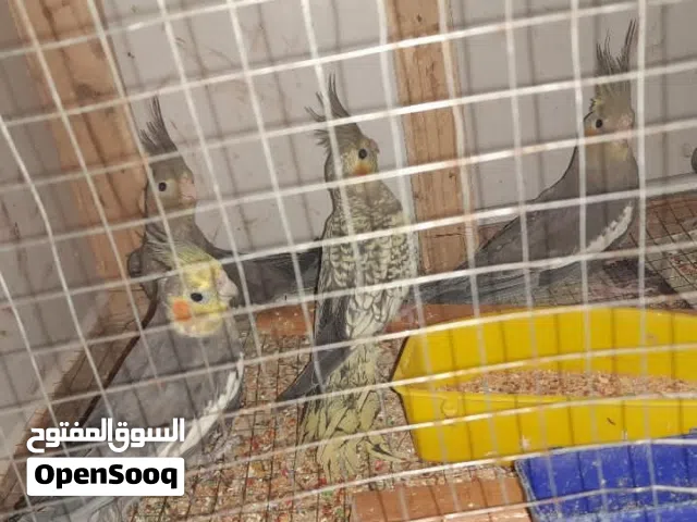 7حبات كوكتيل للبيع