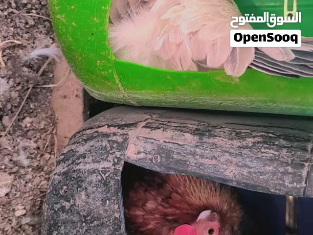 متاح دجاجتين كافات