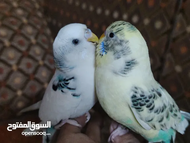 استرالي اليف