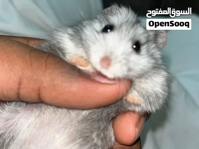 هامستر للبيع