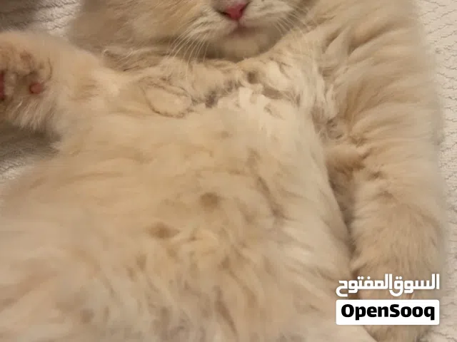 قطط ذكور واناث مكس