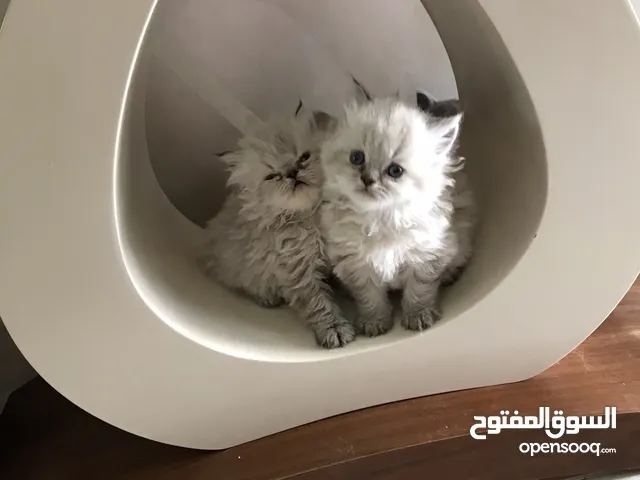 قطط هملايا عمر45 يوم