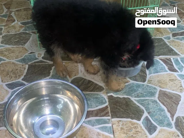 جرو جيرمن للبيع او للبدل بما يناسب شاهد الوصف