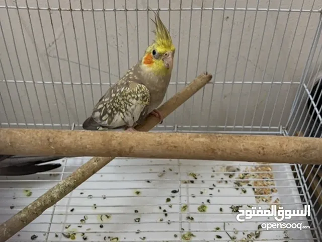 للبيع انثه كوكتيل أليفه قريب الانتاج