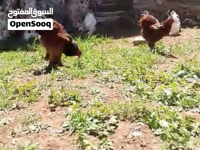 ديك براهما عدد 5 العمر سنه
