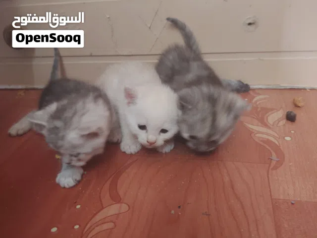 Siraj cat sale