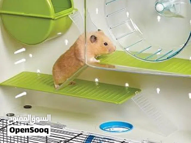 هامستر للبيع