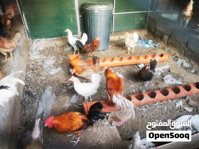 ديكه محلي للبيع