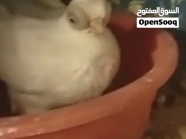 زوجين جعافر بيض مع الانتاج