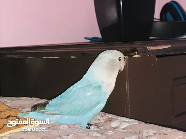 ببغاء روز للبيع او للبدل