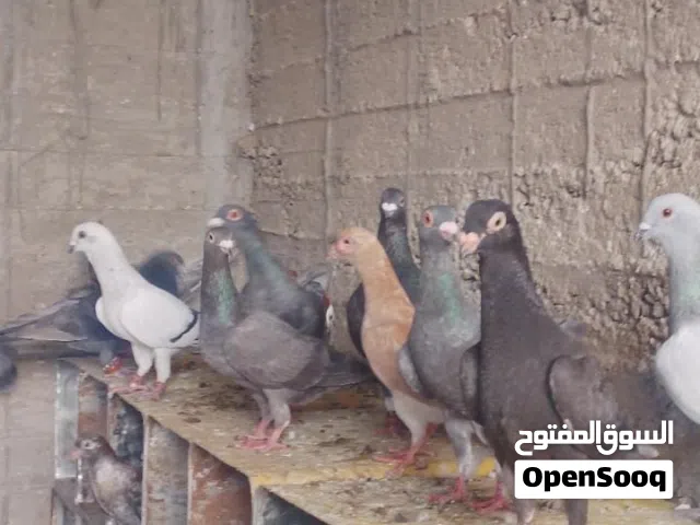30 جوز حمام 100 دينار،,غير قابلات للتفاوض
