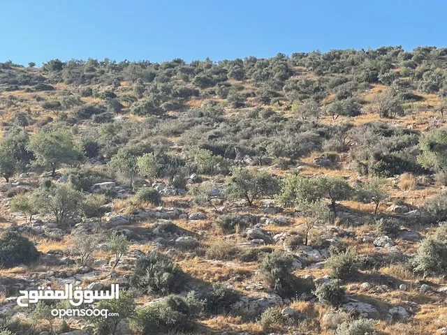 Farm Land for Sale in Salfit Downtown