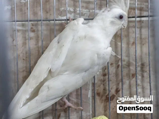 متاح كوبيا كوكتيل