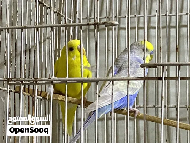 زوج طيور حب فحل رينبو ونثيه هولندية عين حمر سعر 25 وي قفص