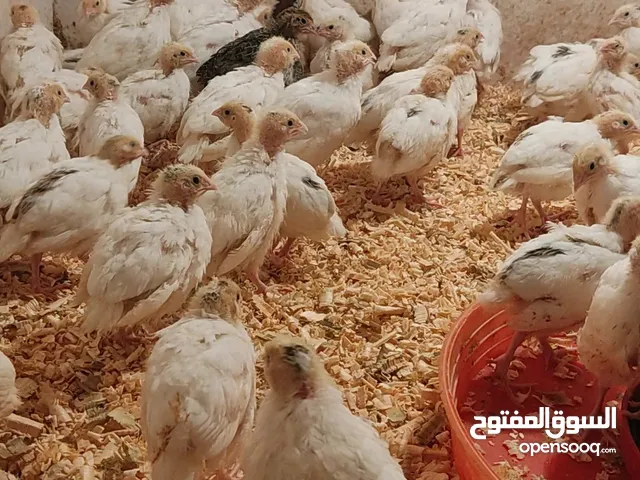 متوفر بيض سمان