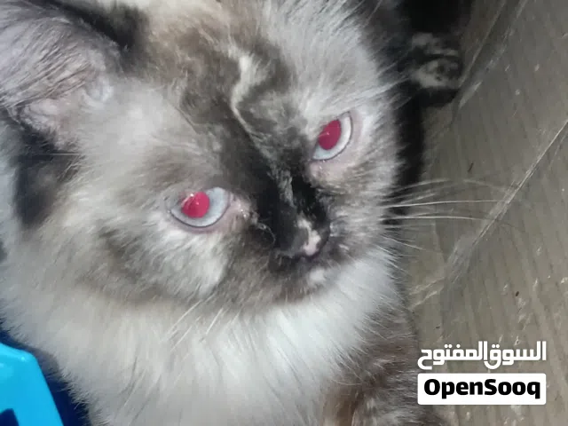 قطة هملاية