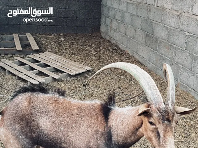 وعـــل للبيع