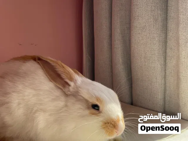 A 2.5 months old cute Dutch Bunny with accessories for sale