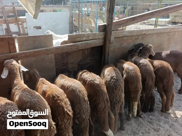 ذبايح ثلاجة طليان حري وسواكني حمري مرابي مع الذبح والتوصيل بأسعار ممتازة
