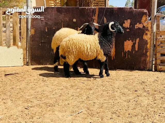 زوز خرفان برقويات الله يبارك عيدكم مبارك