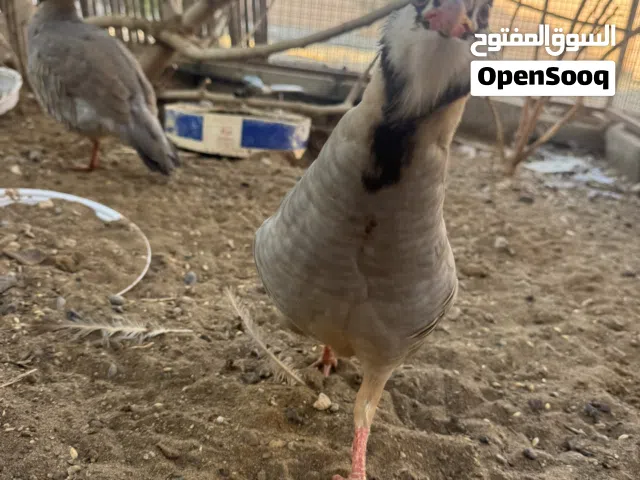 زوج حجل عماني تفقيس طبيعي