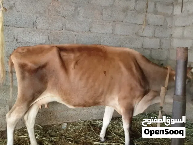 بيع بقرة جرسية