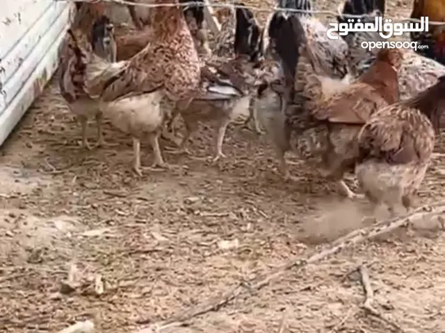 للبيع دجاج ترثه. عربي قديم
