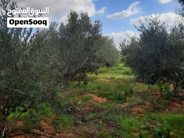 نص هكتار زيتون 330 إنتاج مقابل عمارات عودة الحياة وادي الربيع للبيع