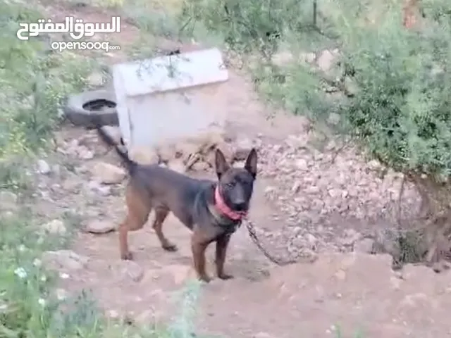 بلجم مالينو فل صحه فل شراسه ذكاء ماشاء الله عالواقع احسن بكثيرر من التصوير