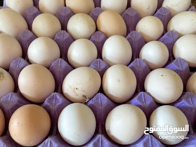 Fresh farm local eggs  بيض طبيعي من المزرعه