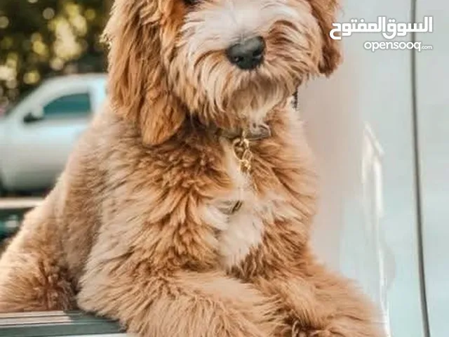 للبيع بسعر حرق الحرق